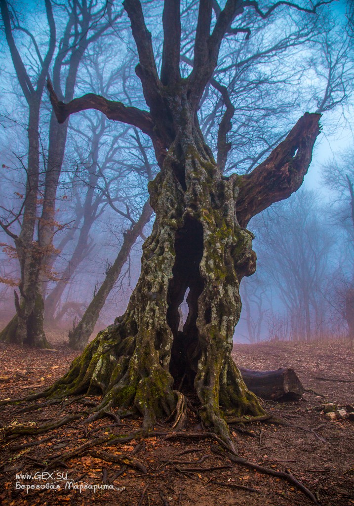 дерево в тумане