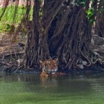 тигры в сафари парке бангкока