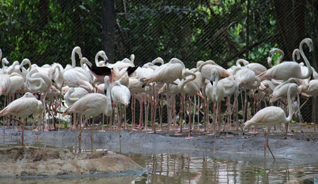 фламинго в сафари парке бангкока