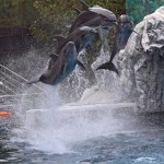 дельфины в сафари парке Бангкока