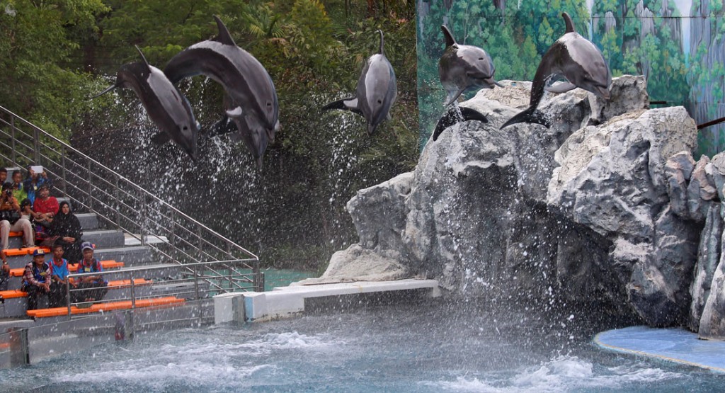 дельфины в сафари парке Бангкока