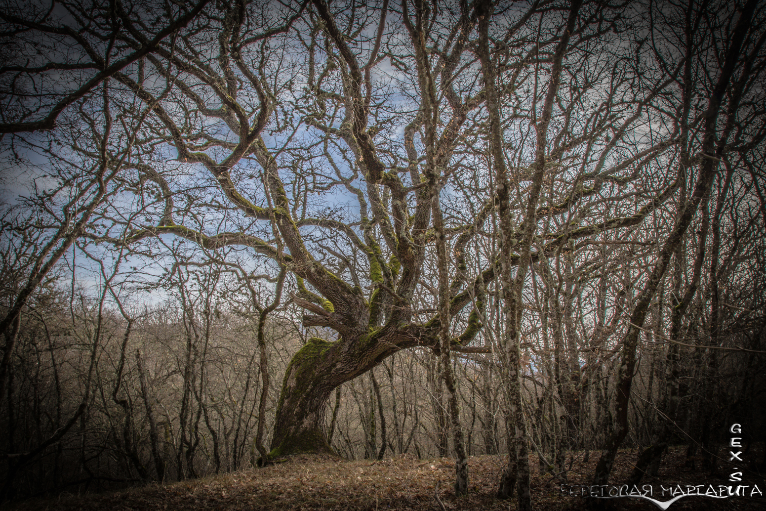 весенний крымский лес