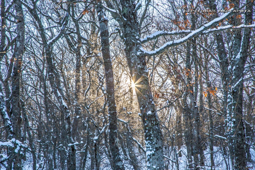 зимний крымский лес