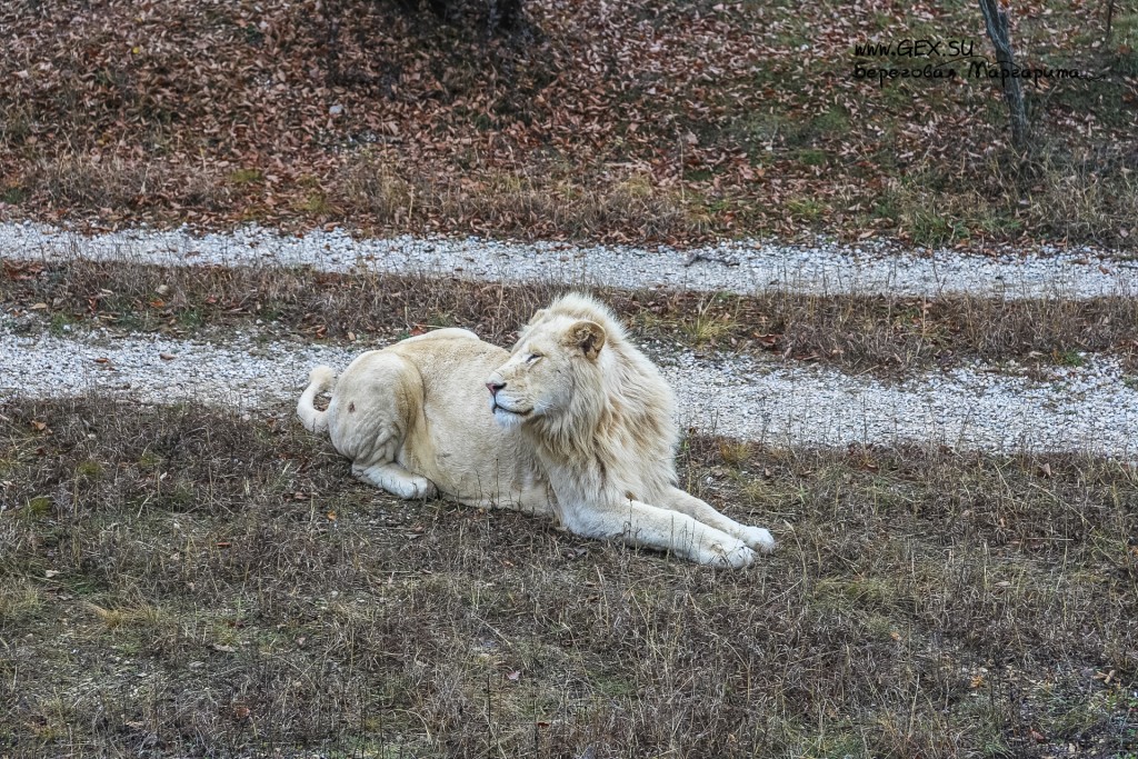 Парк львов в Крыму