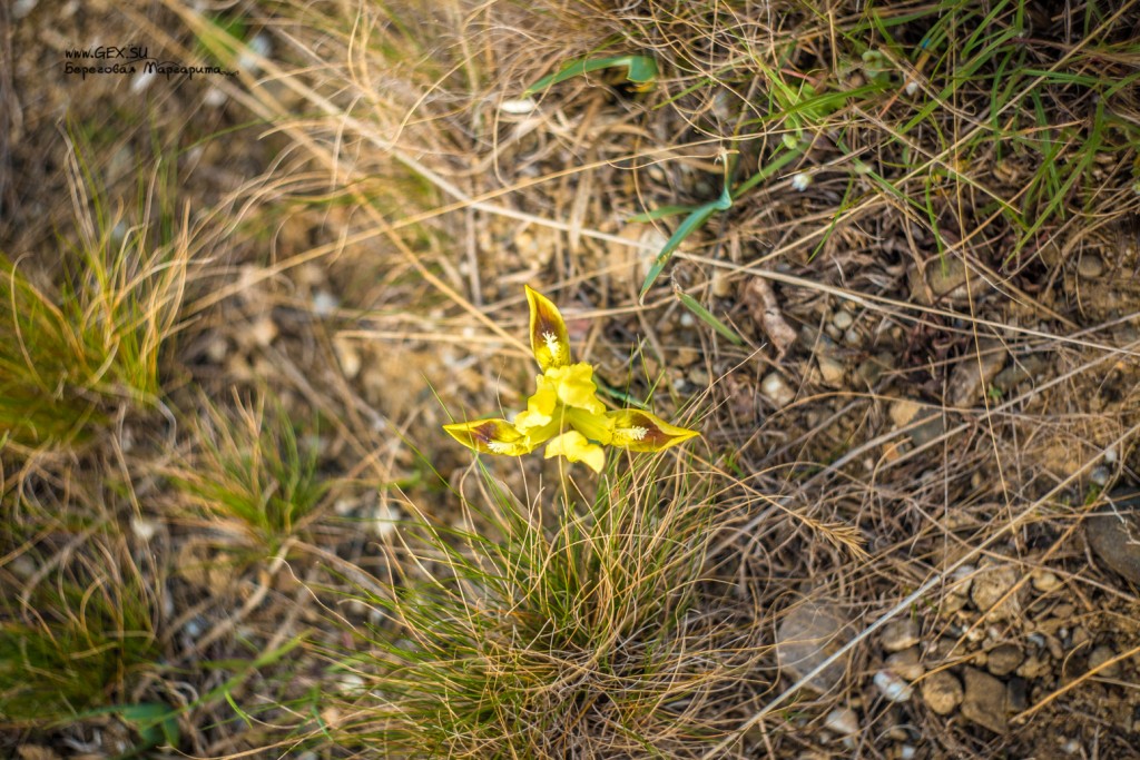 цветок желтого ириса